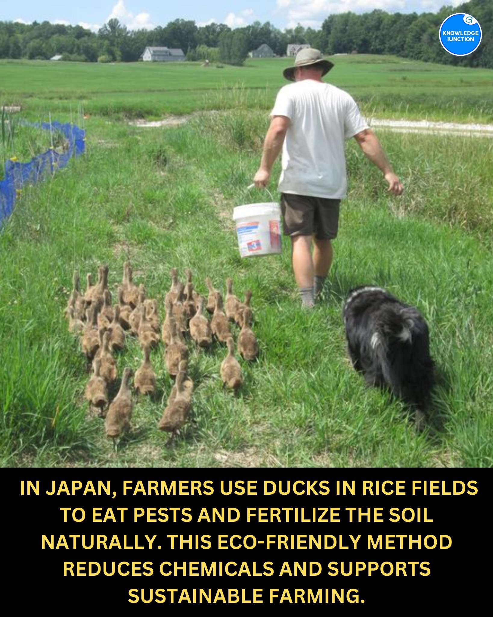 Feed Image