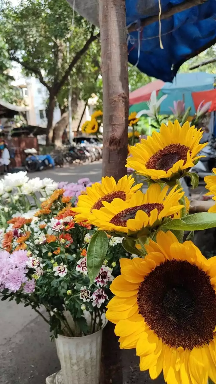 Feed Image